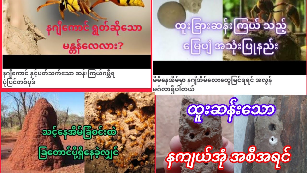 နကျယ်ကောင်၊ မြေပျံ ၊ ခြတောင်ပို့ တို့အကြောင်း စုံစုံလင်လင်....
