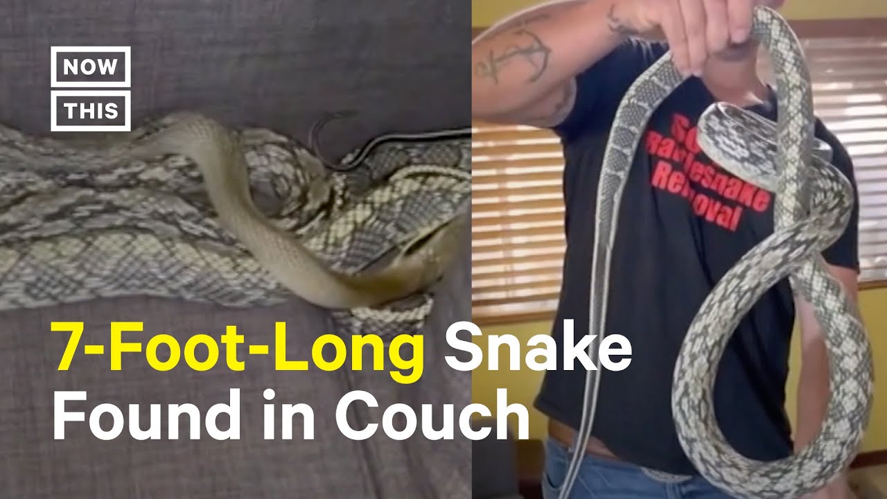 Giant Snake Found Hiding in Couch #Shorts