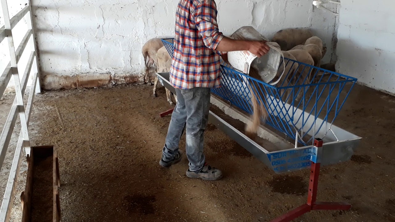 koyun yemliği 0506 439 76 09