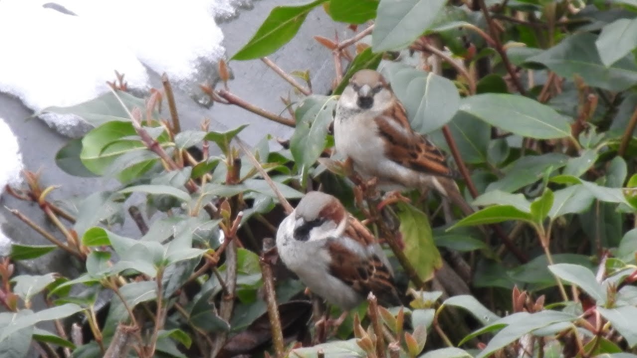 First Snow of the Year 26 P3. Feed the birds UK 09 01 26