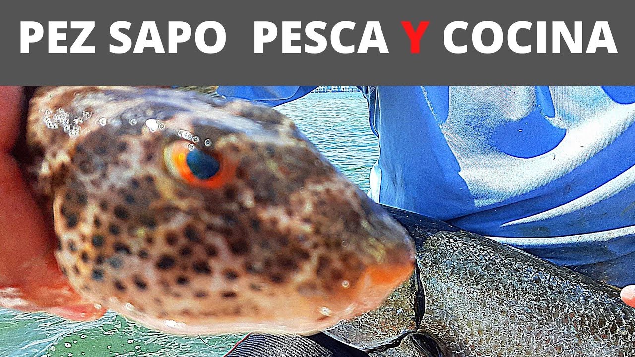 PEZ SAPO O PEZ GLOBO  Pesca y Cocina / Pargo Cubera y Barracuda