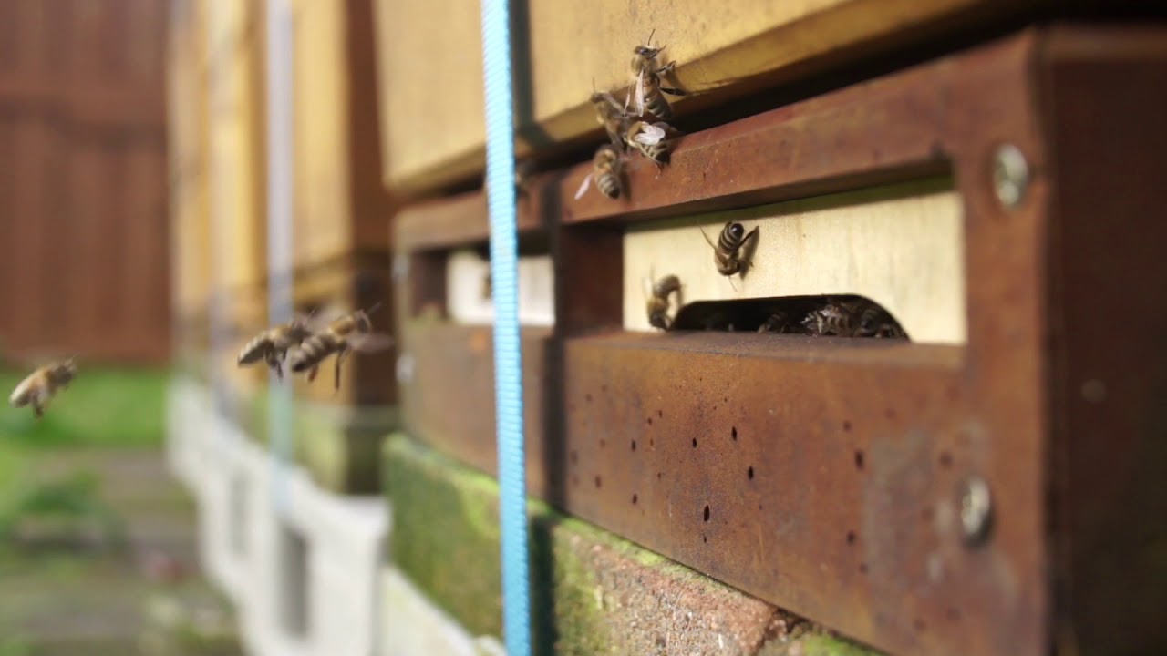 عالم النحل ,شجرة الطلح ,و فوائدها,Acacia arabica
