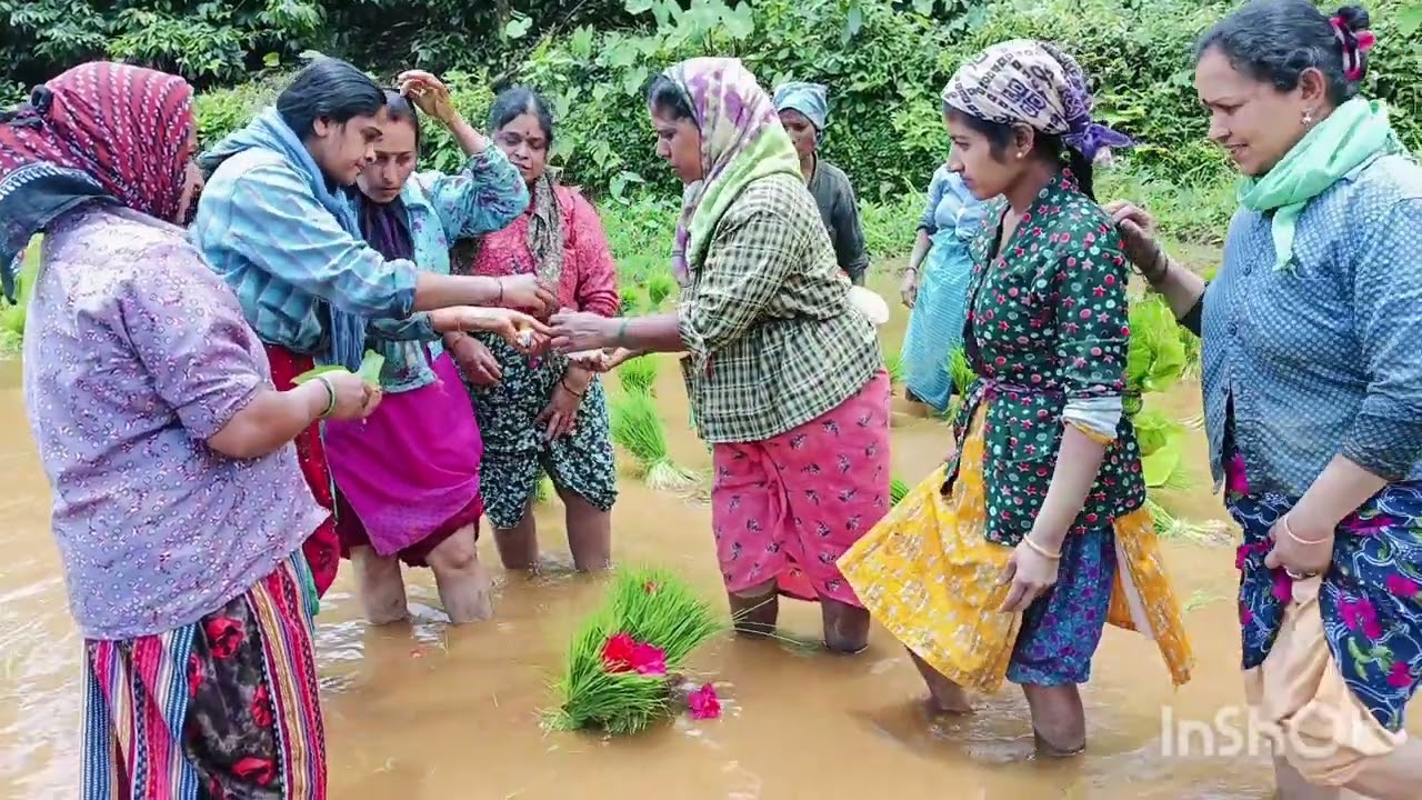ಸಂಪ್ರದಾಯಿಕ ಶೈಲಿಯಲ್ಲಿ ಭತ್ತದ ಕೃಷಿ - ಕೂಡಕಂಡಿ ಕುಟುಂಬಸ್ಥರು 