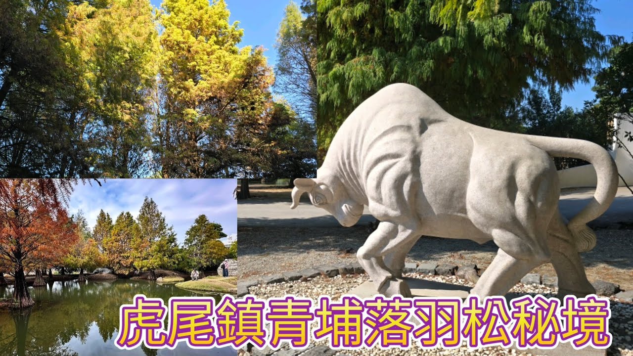 虎尾鎮青埔落羽松秘境小而美，2026.1