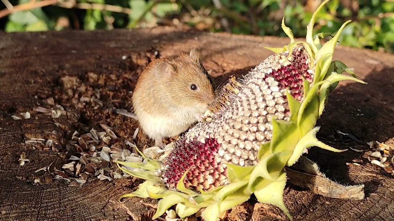 Mouse and Vole In Garden - Slow TV -  Ambient Relaxing Nature Scene and Sound in 4K