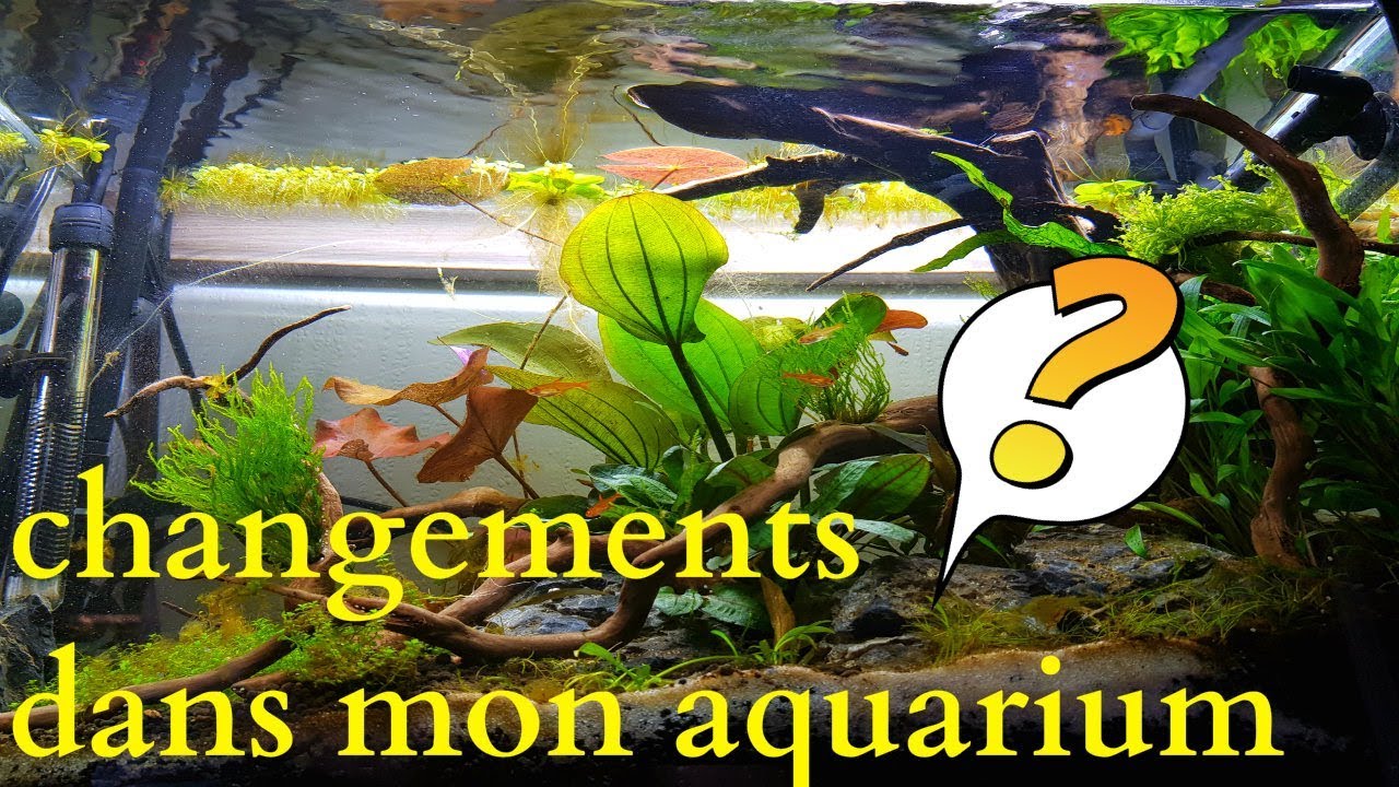 PRESENTATION DE MON AQUARIUM