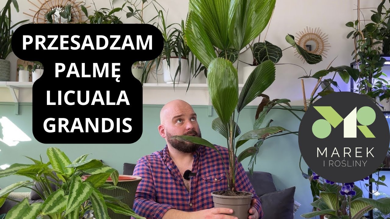 Przesadzam palmę Licuala grandis i mówię o opiece nad nią