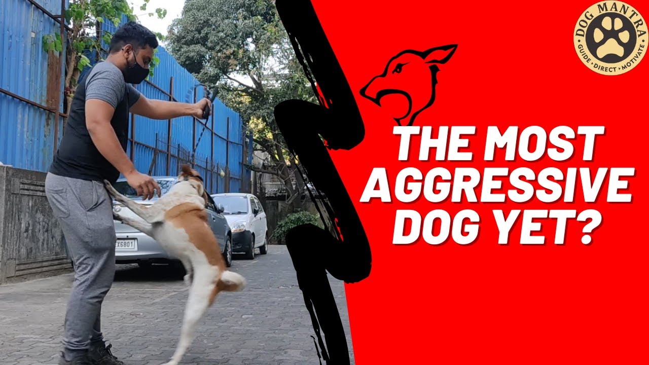 An Aggressive Indie almost bit me // Dog Mantra by Aakash Shukla #dogpsychology #dogbehaviorist