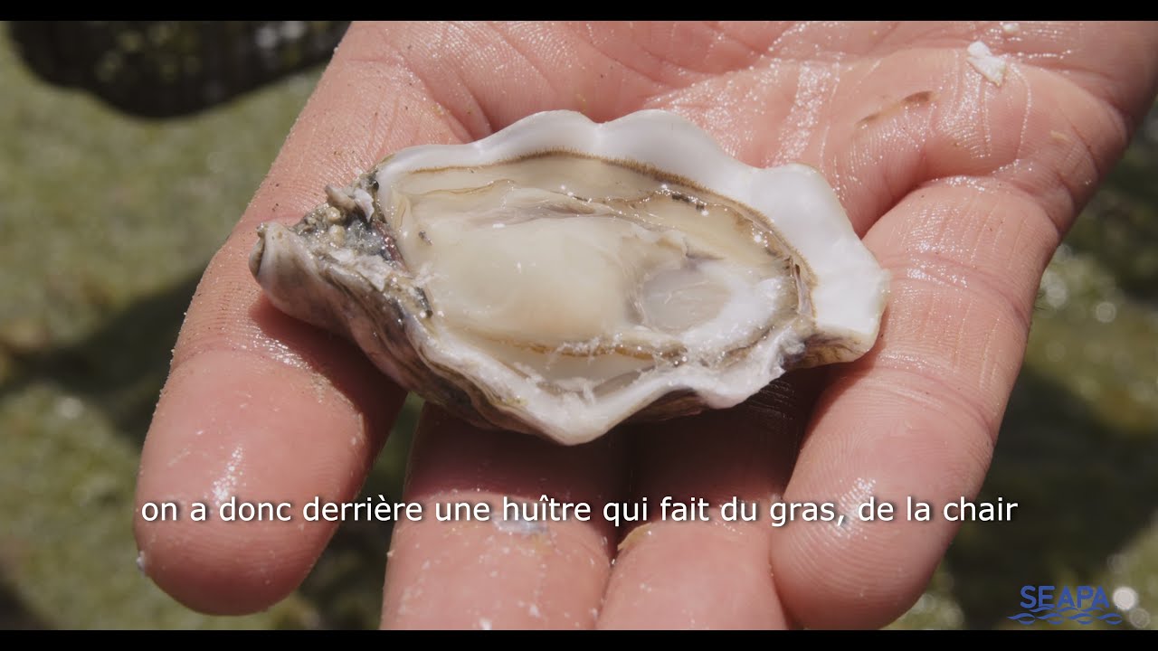SEAPA Huîtres Brassées Mer