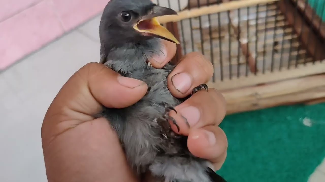 Solusi Anakan Srigunting abu abu sulit makan sendiri sampai Kurus? begini caranya...