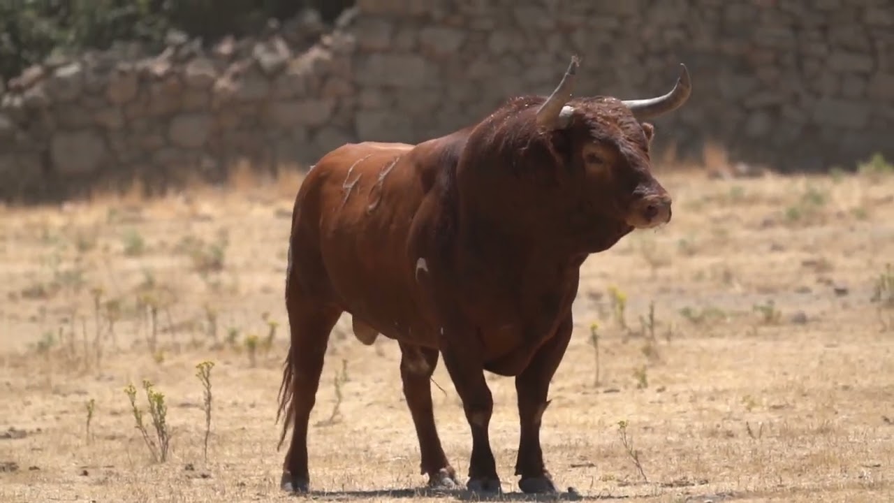 2022 08 07 Presentación de los toros - Ayuntamiento de Garrovillas