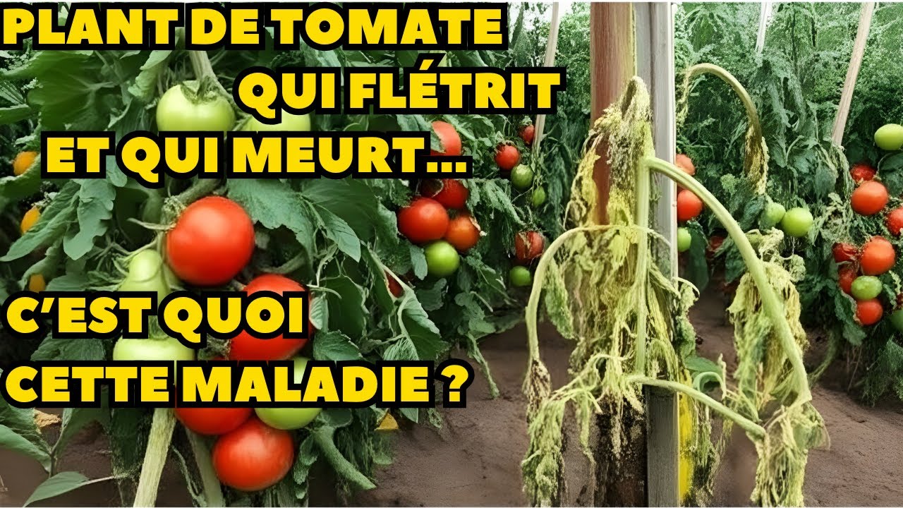 plant de tomate qui fletrit et qui meurt , quelle est cette maladie ?