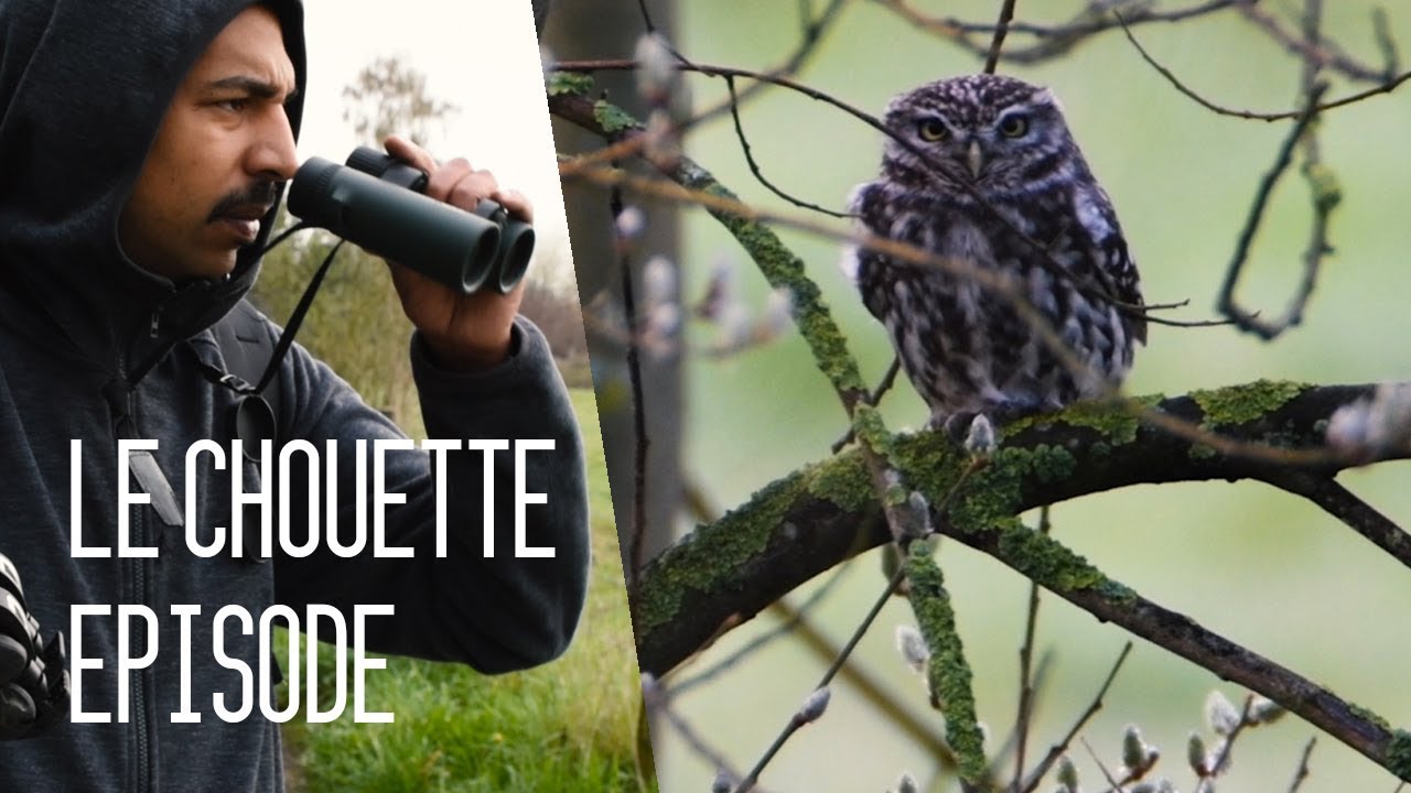 #12 La chouette Chevêche