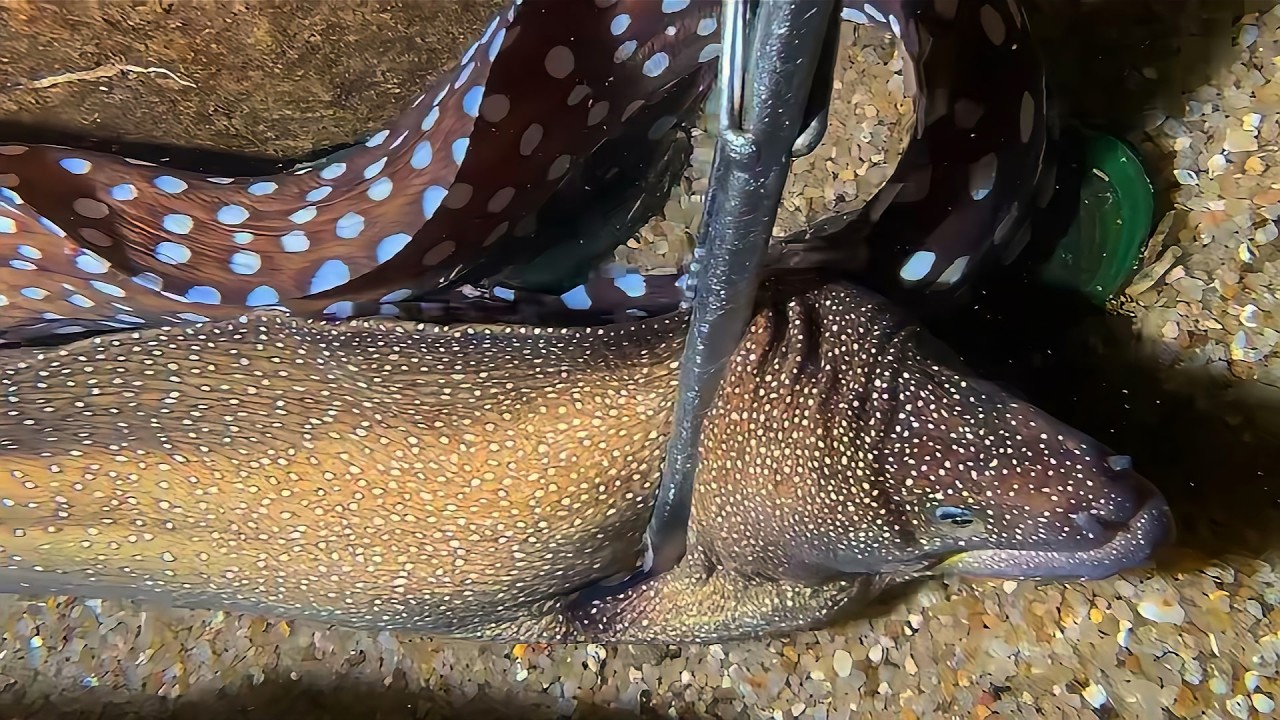 Live 🟢 –This Octopus Is Too Smart - Watch Me Catch It！🦀🌊#diving  #fishing #hunting #shorts
