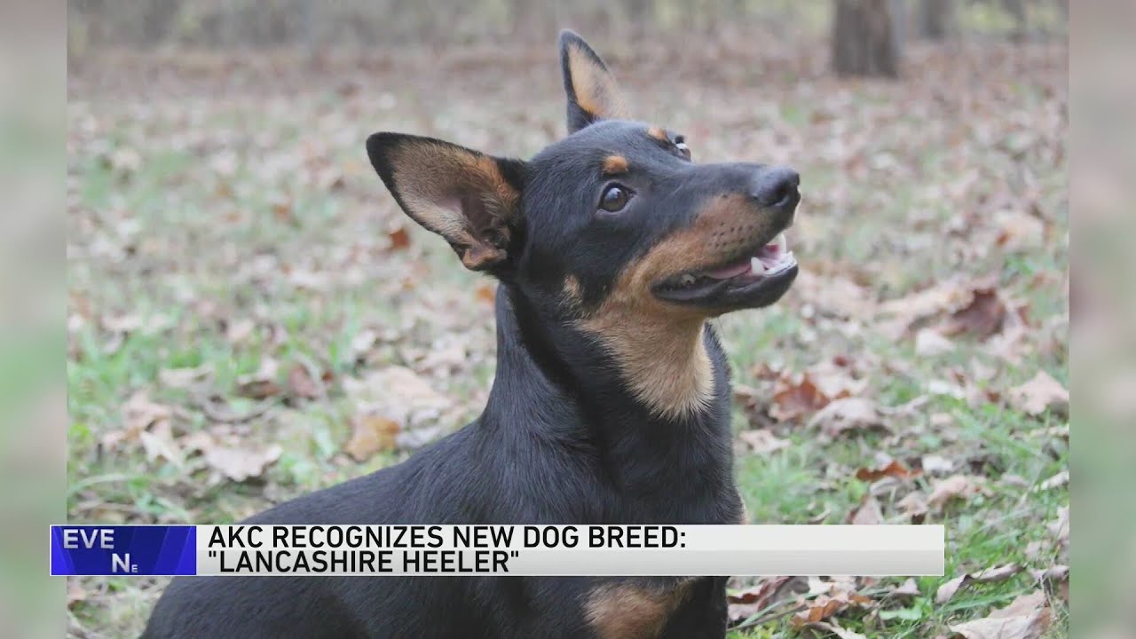 Meet the newest breed to join the American Kennel Club, a little dog with a big smile