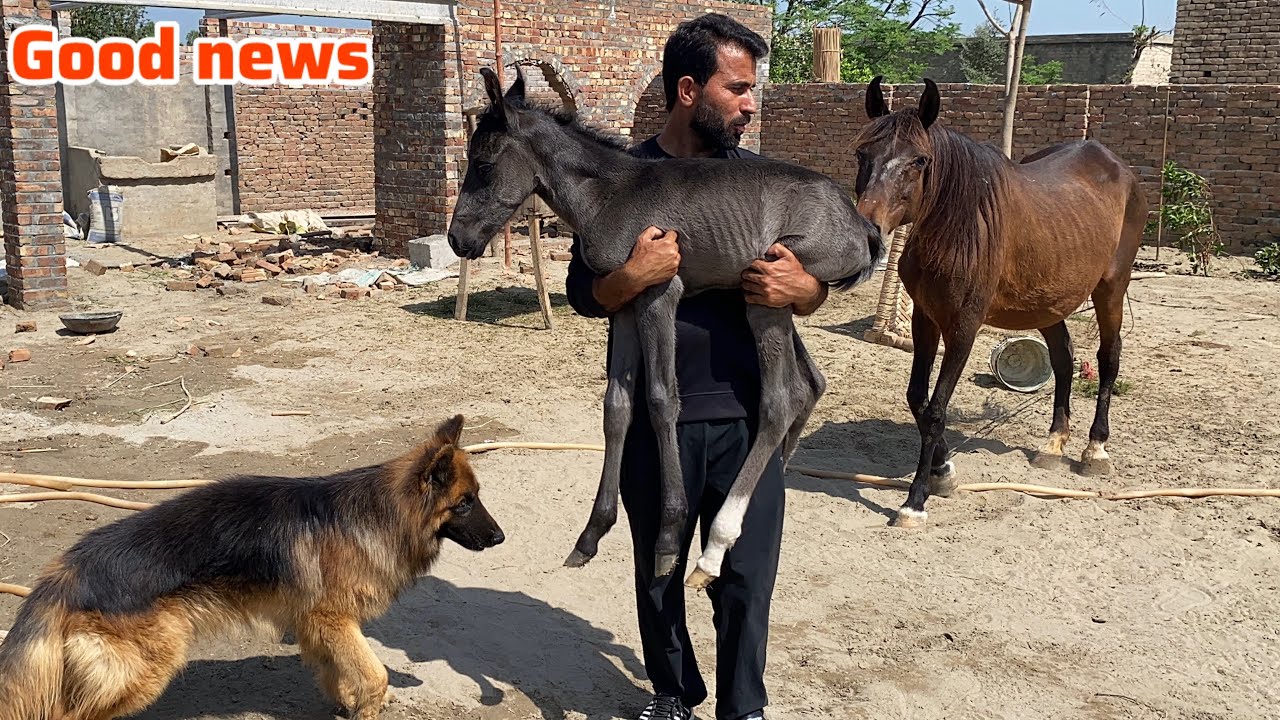 Kajal na Ktna Pyra Bacha Dia😁Horse na Cute sa Baby dia 🐎 Pets Lover in Punjab