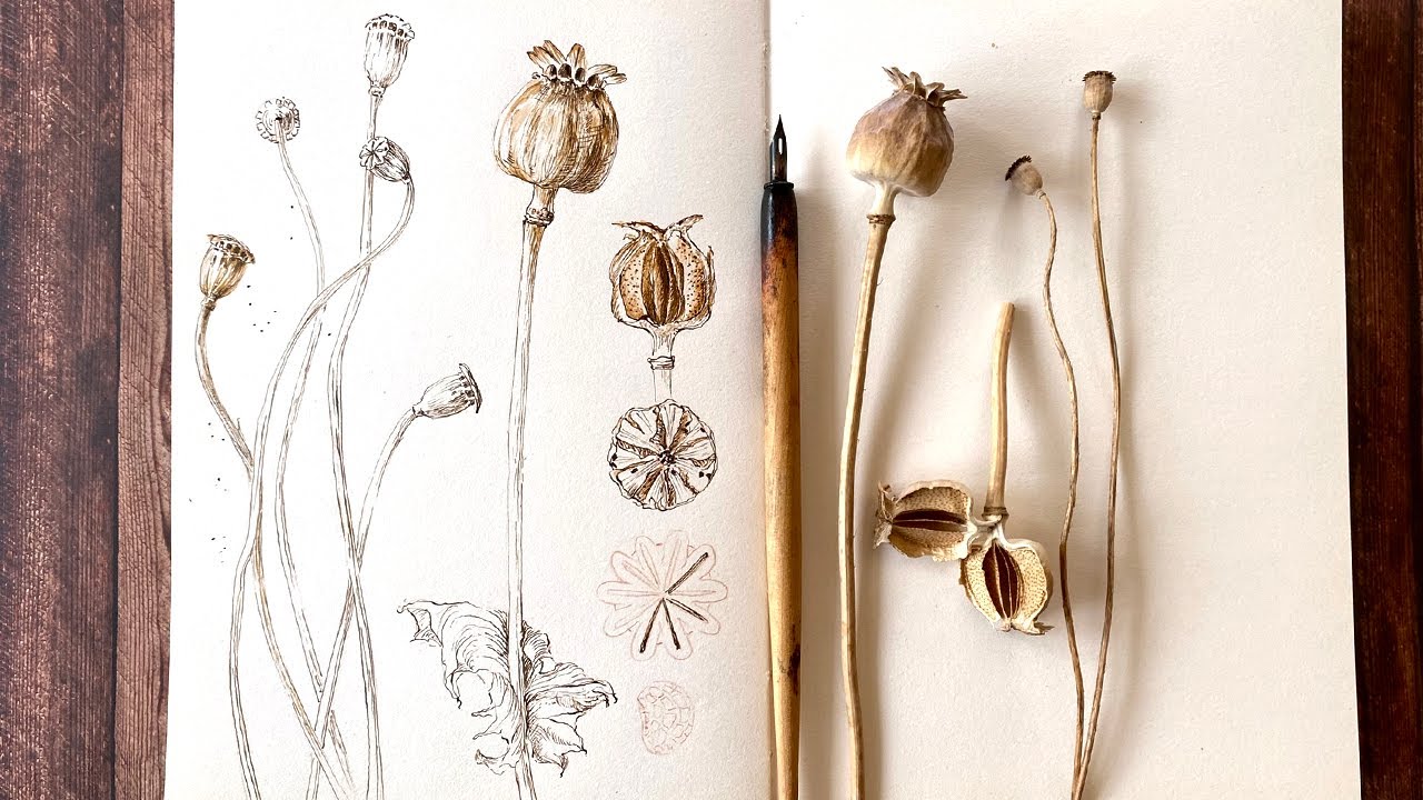 Botanical Journal - Sketching Poppy capsules. Part 1
