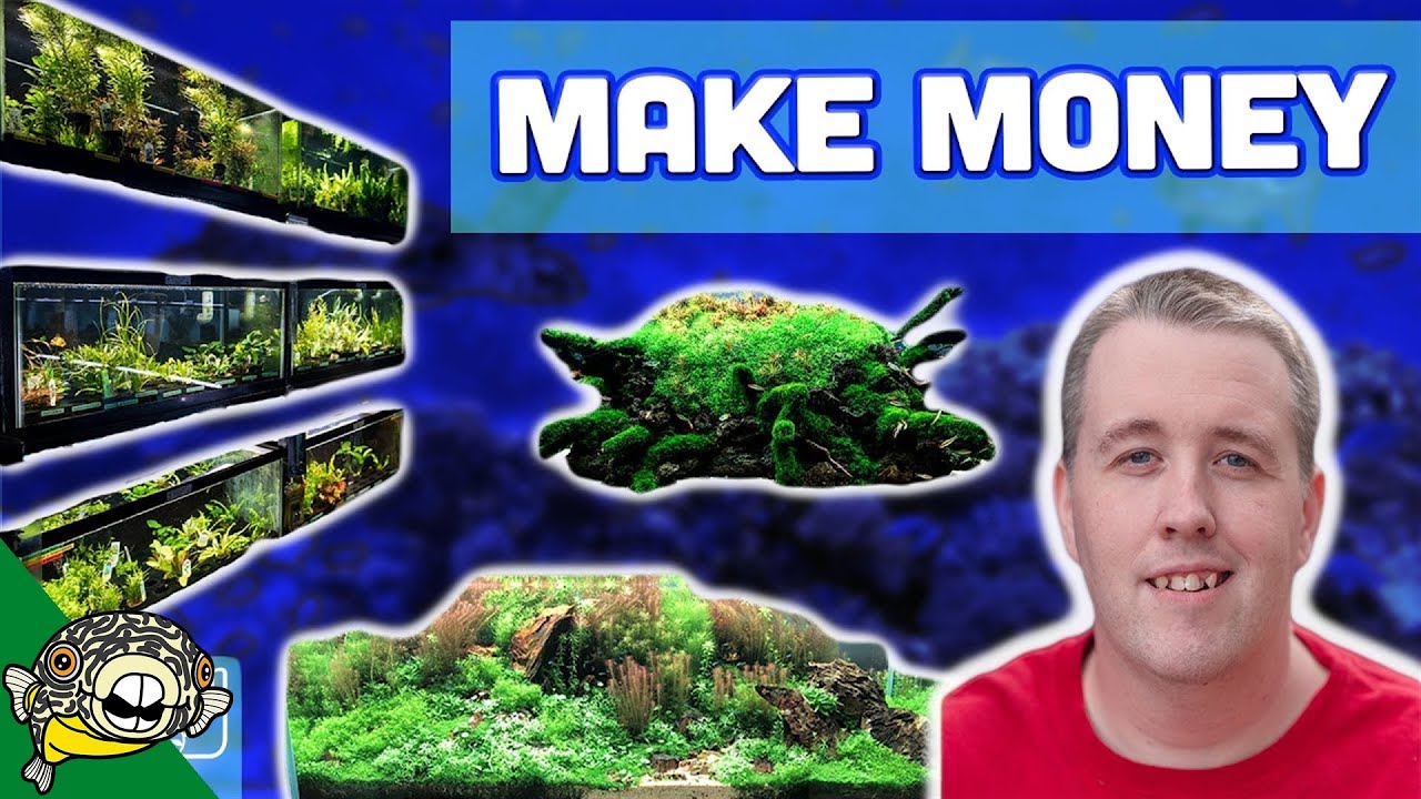How to Grow Aquarium Plants for Profit - Easy Money