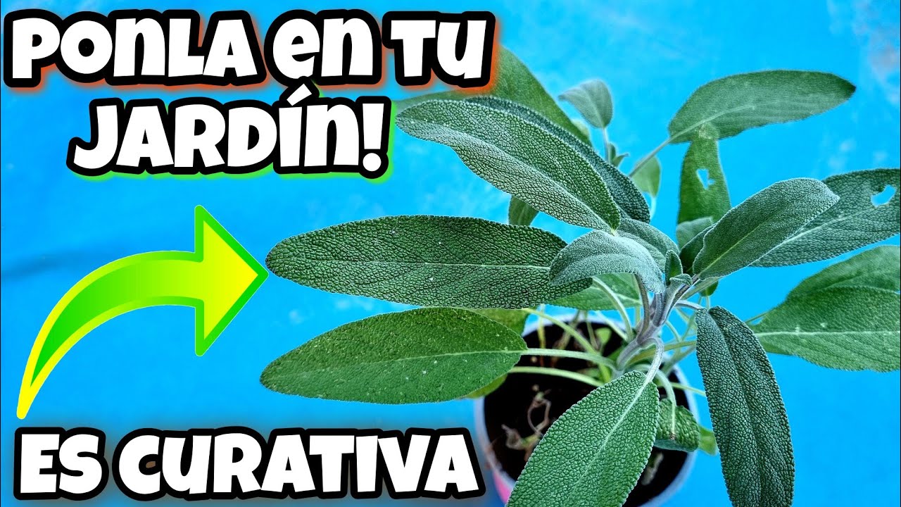 PIEL sana, PELO brillante y MENOS ESTRES con esta PLANTA de tu JARDIN! SALVIA | Usos y Propiedades