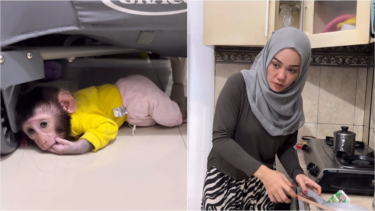 Baby Monkey Dino hides because he is afraid of insects while Mommy is busy in the kitchen