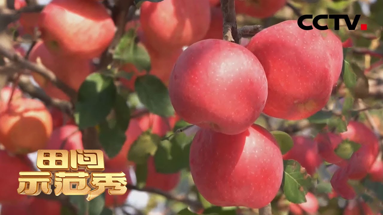 苹果丰收却因个头太小无人要？矮化密植+巧用滴灌即可轻松解决 | CCTV「田间示范秀」20210111