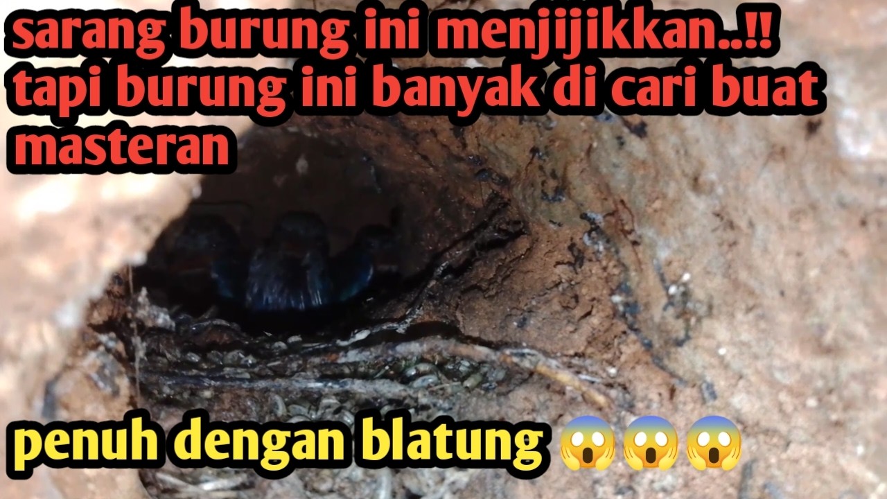 Sarang burung ini penuh dengan blatung