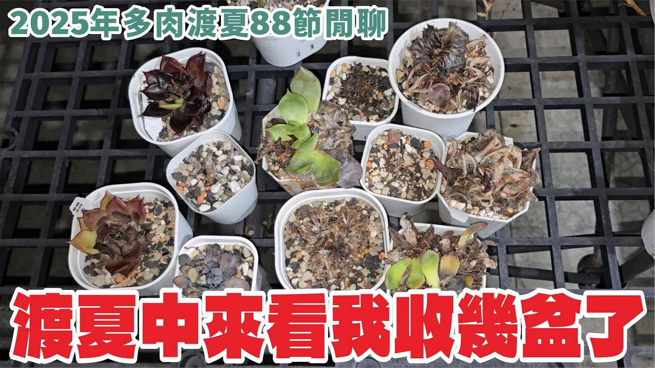 連續大雨後,景天科最怕出大太陽了,我的多肉花園怎麼樣了呢?夜拍閒聊 #succulent #echeveria #多肉植物 #plants #vlog