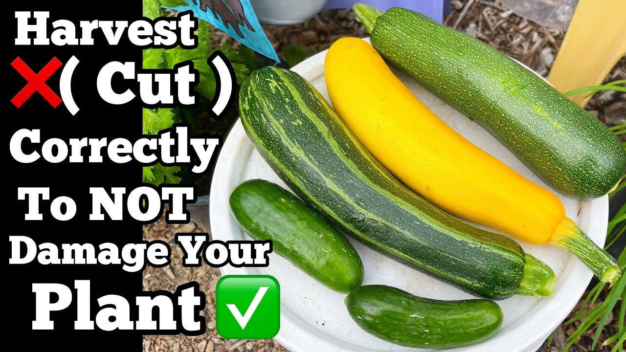 How to Harvest Zucchini & Cucumbers to NOT Damage Plants & TIPS Growing a Vegetable Container Garden