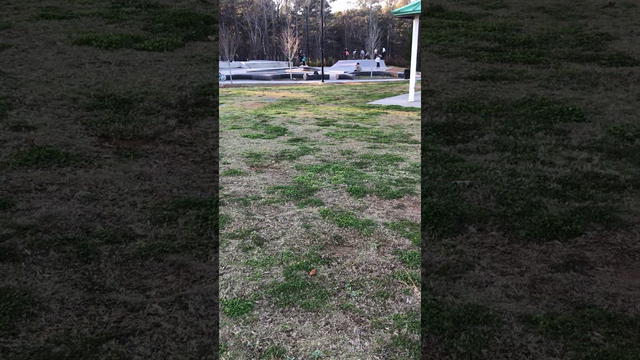 Board and Train HYBRID-Bo Obedience In High Distraction