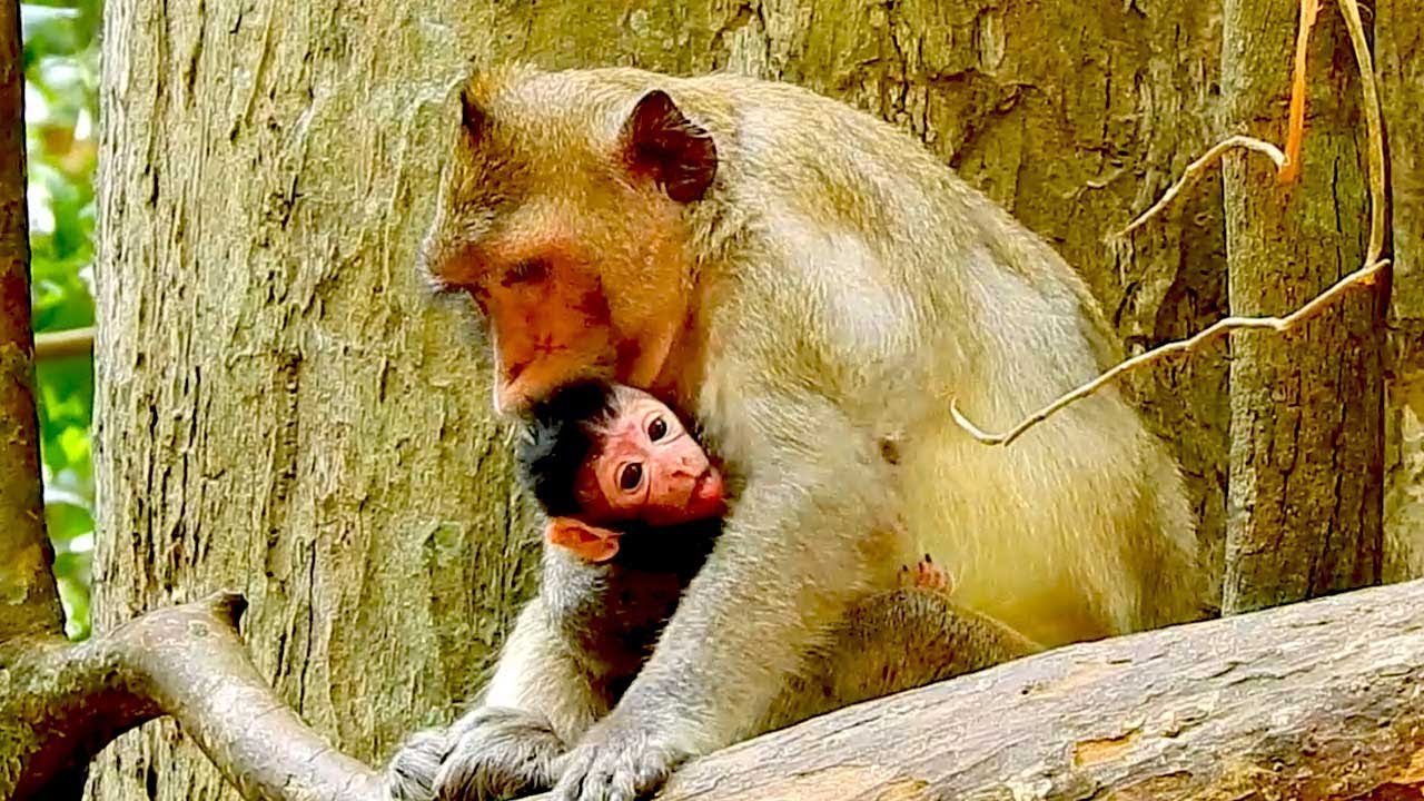 Monkey Jazzy Welcomes Her Healthy Newborn Baby 💛