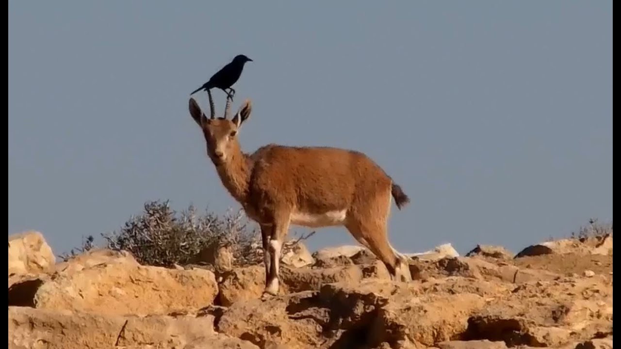 מי רוצה ניקוי בחינם?