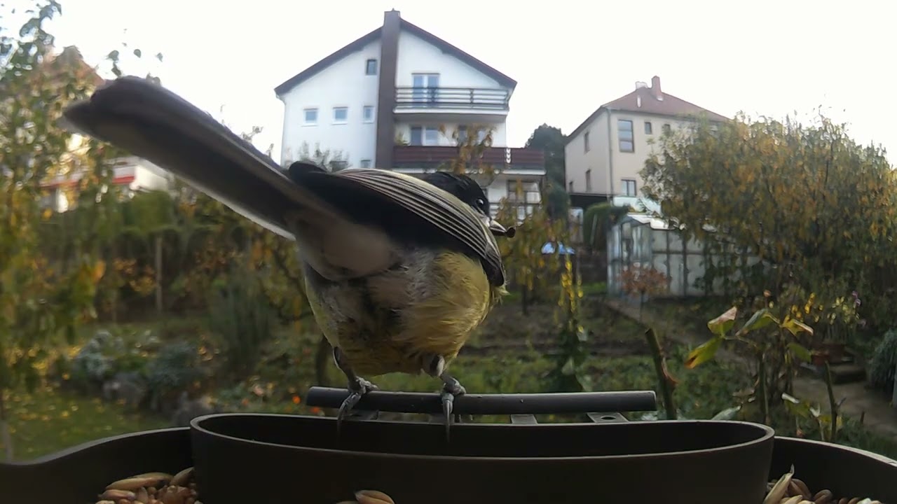 Birds 87