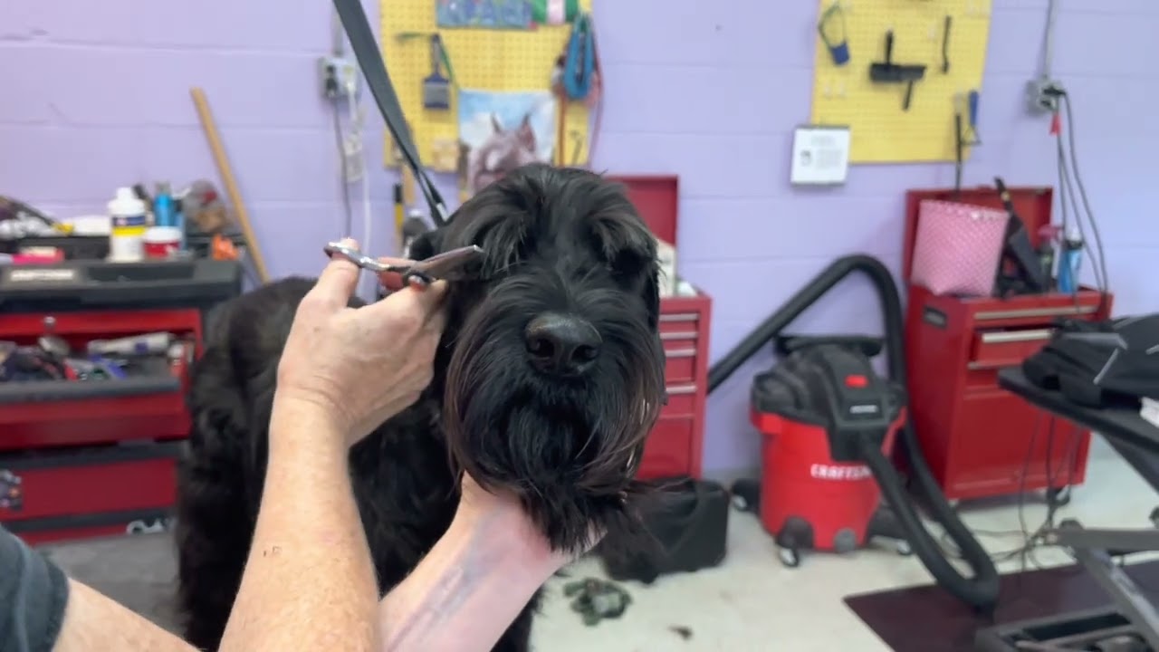 Trimming Schnauzer Eyebrows #2
