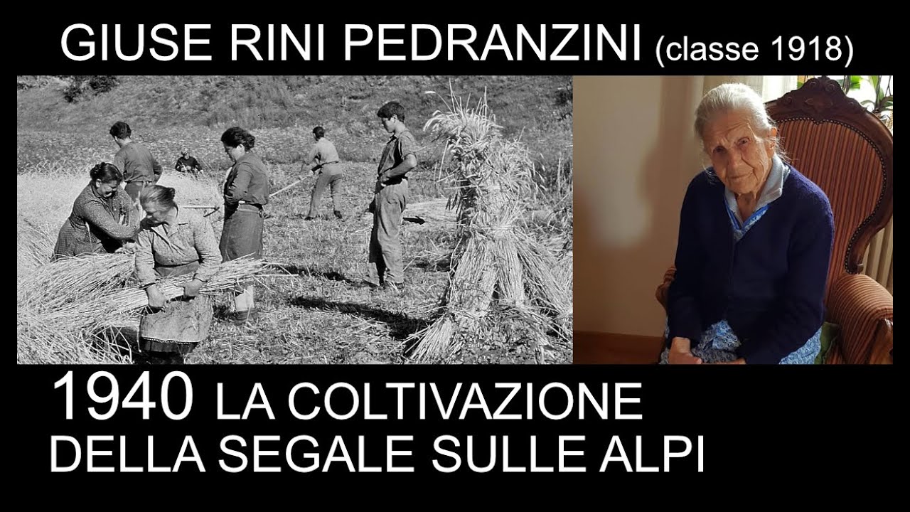 1940: la coltivazione della segale sulle alpi.