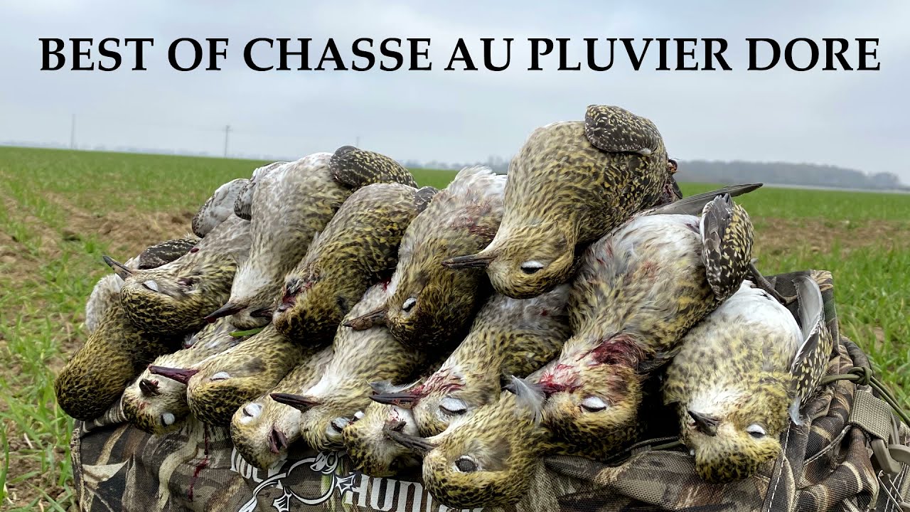 Chasse au pluvier doré / Best of scène de chasse 2021