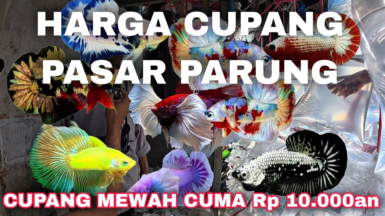 UPDATE HARGA CUPANG DI PASAR PARUNG‼️