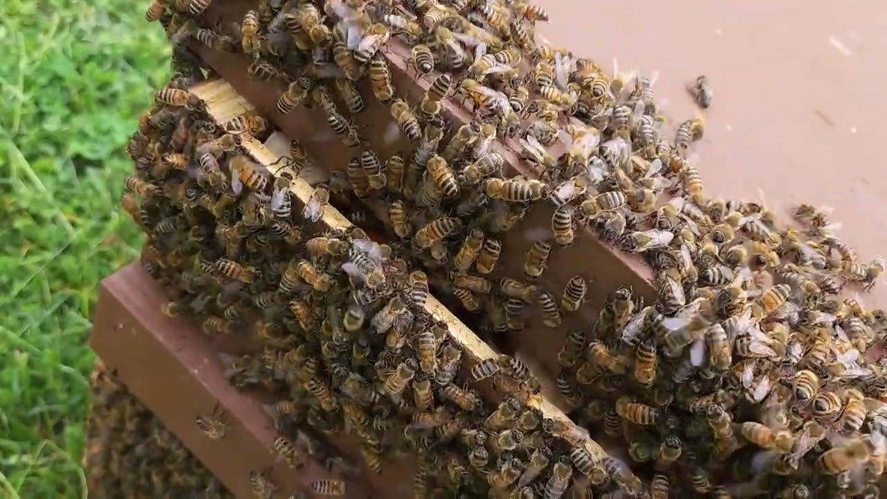 Catching my own swarms