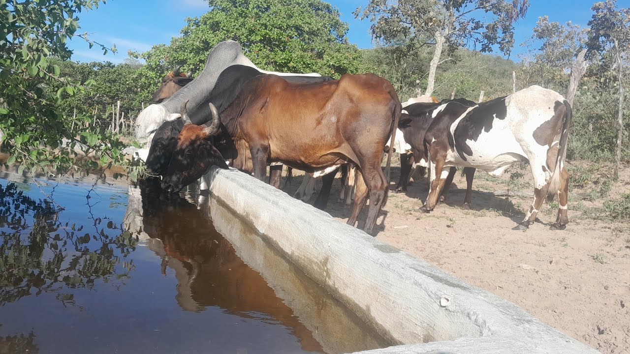 A melhor raça de gado para aguentar o calor do sertão
