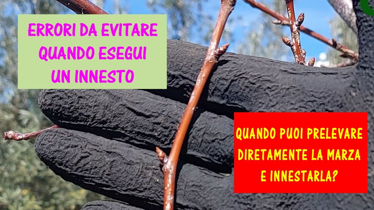 Come e quando si esegue l'innesto del ciliegio, susino, albicocco, pesco, melo, pero, corona, spacco