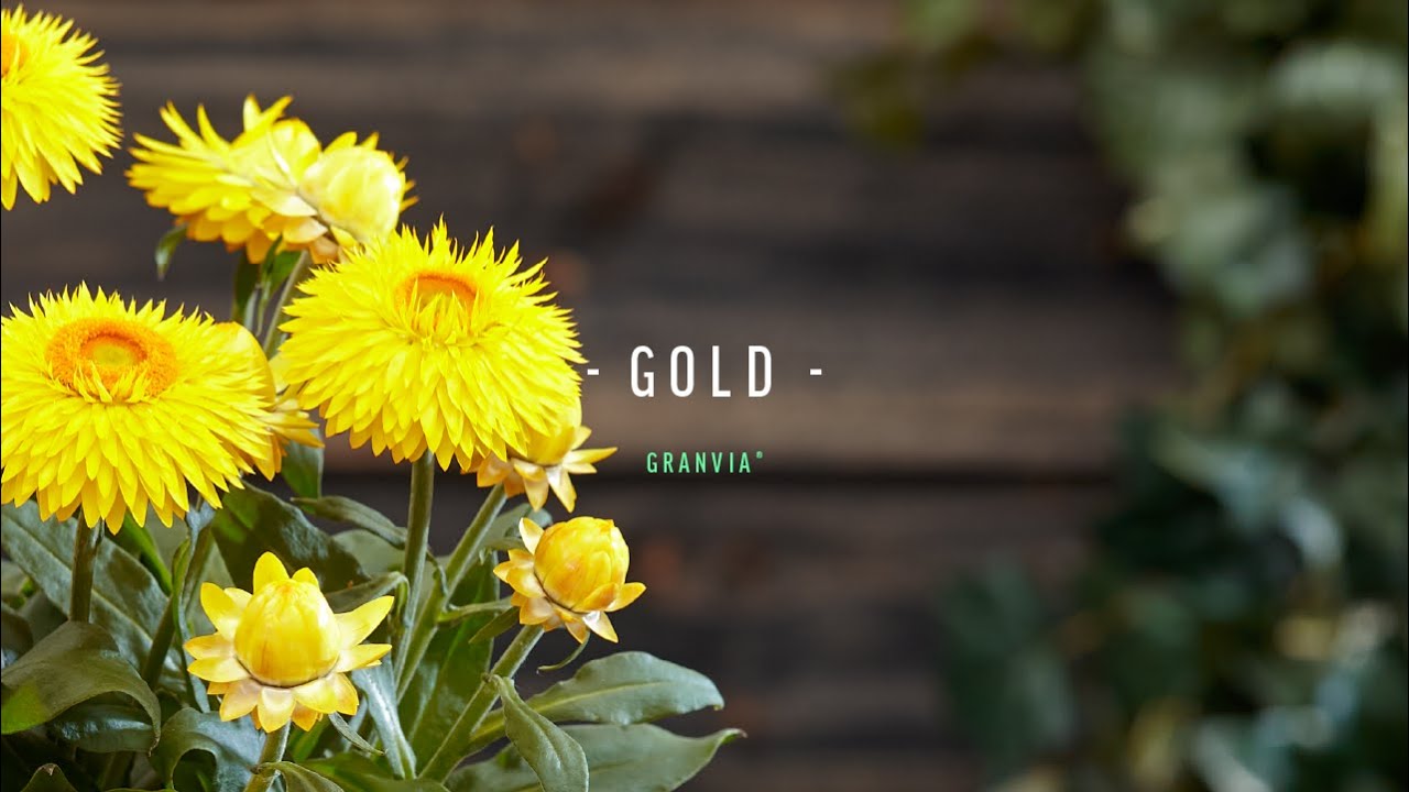 Granvia&reg; Gold (Bonxero 148)