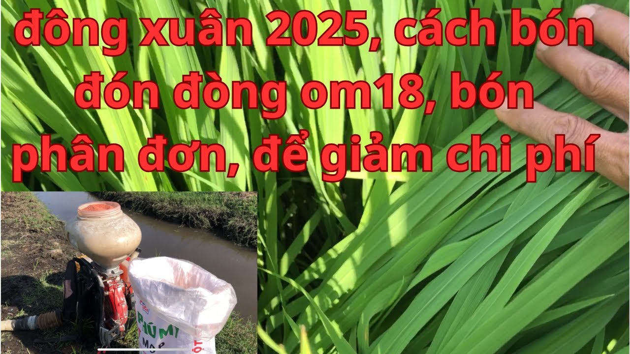 c&aacute;ch b&oacute;n PH&Acirc;N ĐƠN, Đ&Oacute;N Đ&Ograve;NG trễ 48 ng&agrave;y, CHO L&Uacute;A OM18