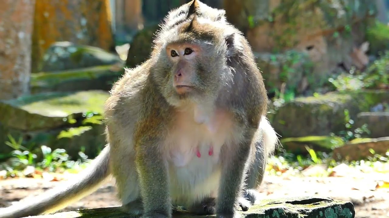 Gladist monkey in health treatment , medicine nature