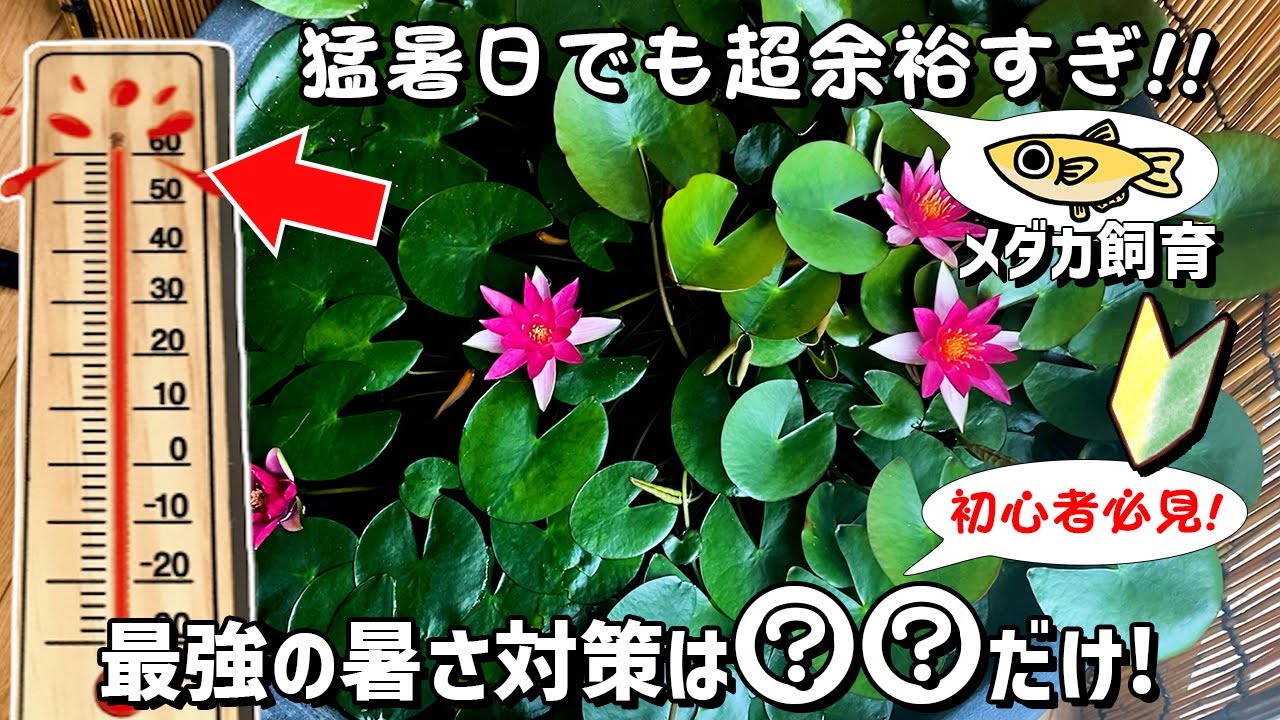 【メダカ屋外飼育】最強の高水温対策（真夏の猛暑日の対策）で重要なことは