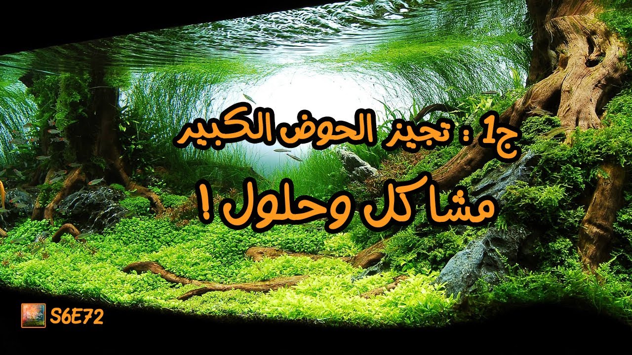 S6E71 - ج1 : تجهيز الحوض الكبير - مشاكل وحلول !