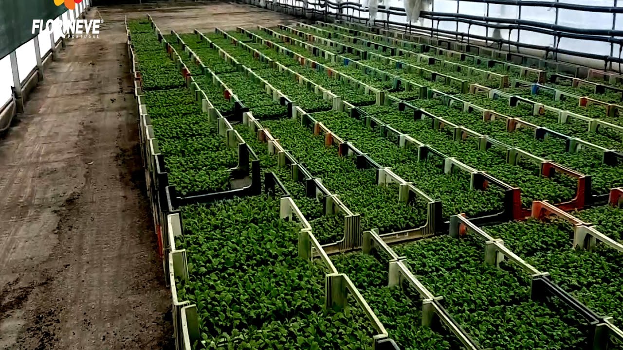 Florineve - Processo de Produ&ccedil;&atilde;o de Margaridas