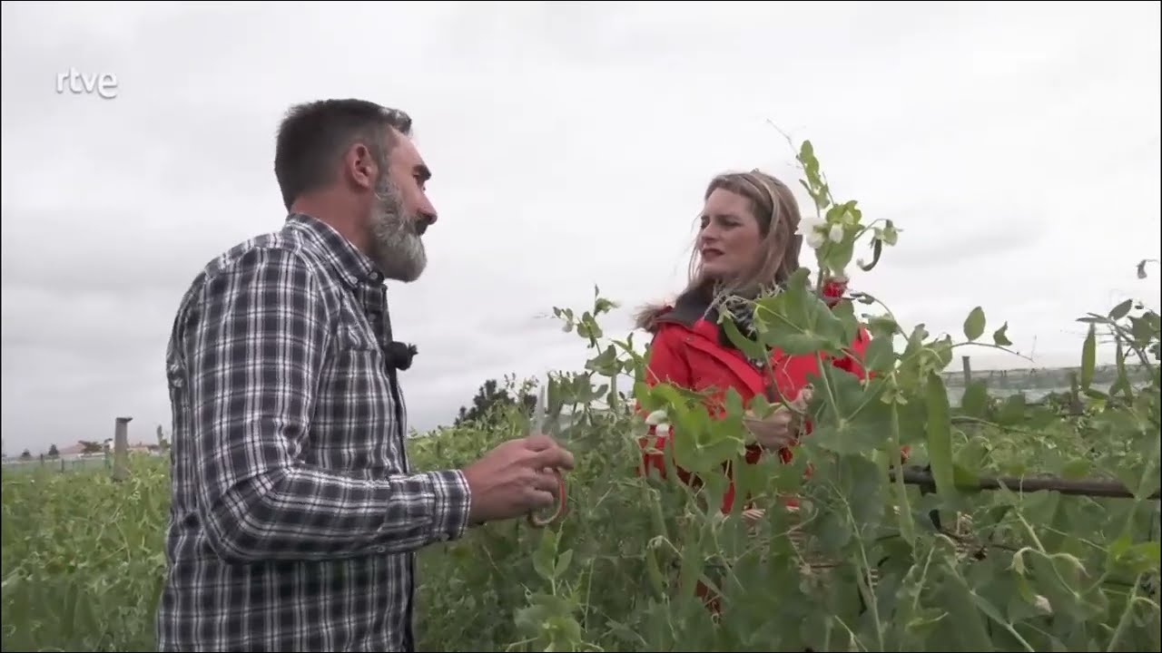 Aqui la Tierra   Guisante Lagrima de Navazo