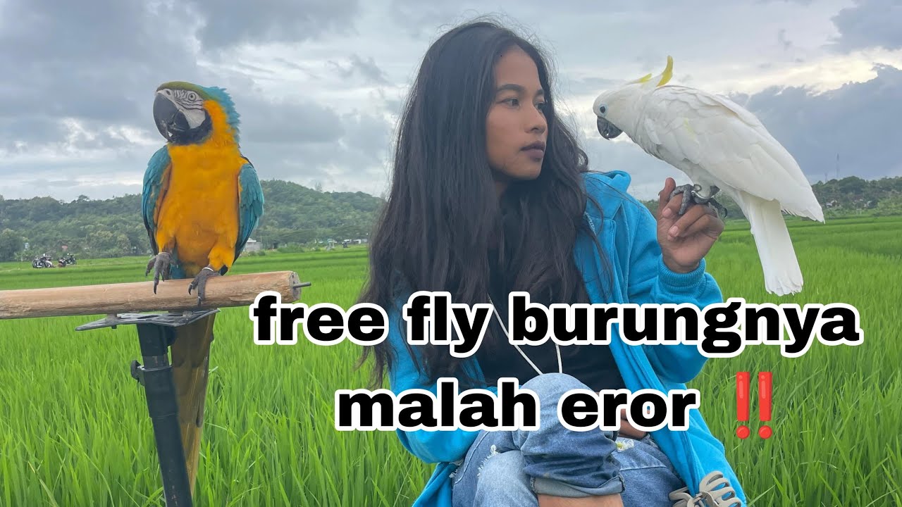 Cewe tapi hobinya burung‼️