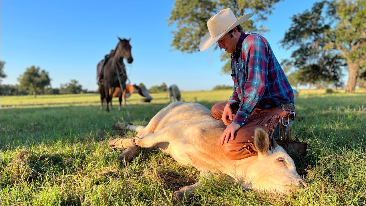 One man pasture doctoring // Low stress stockmanship // Pasture roping