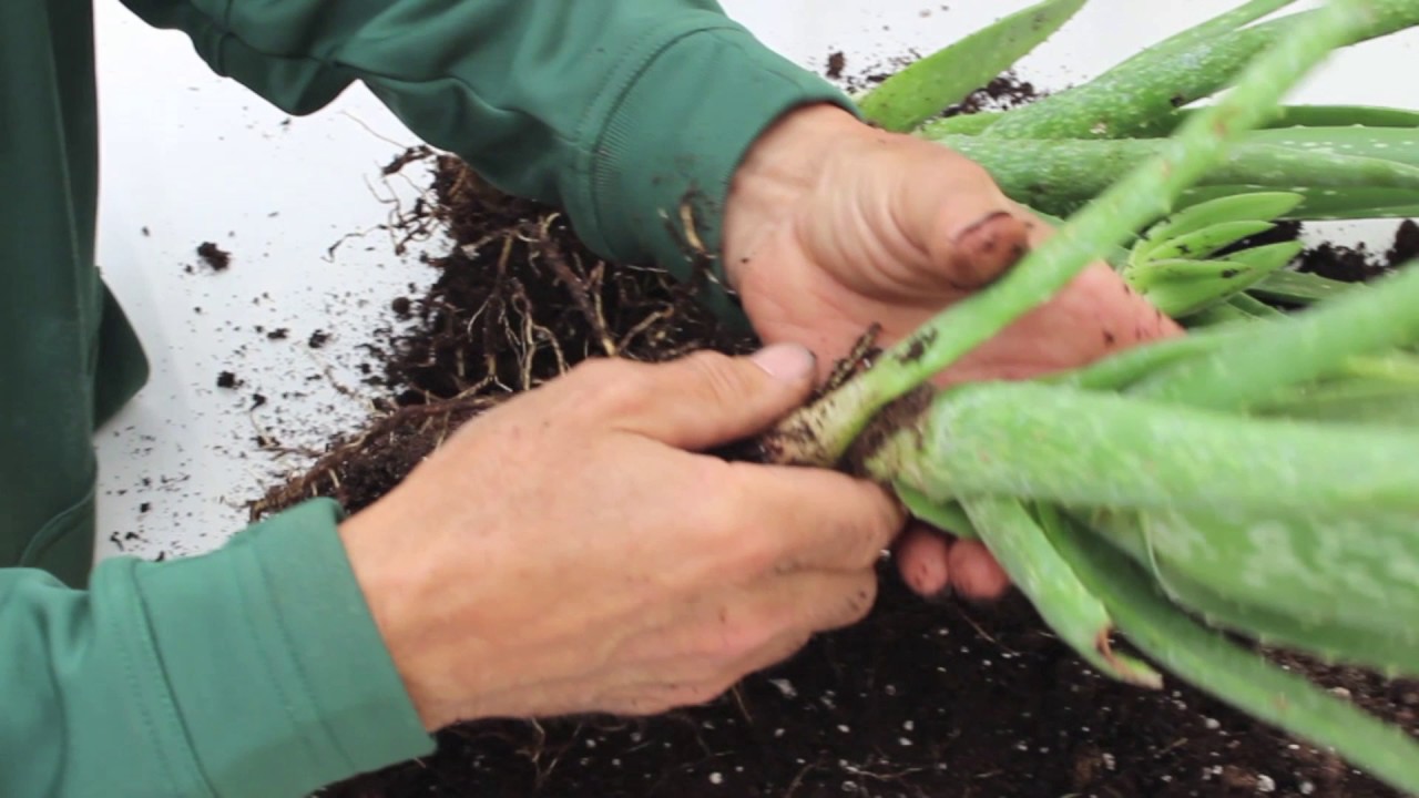 Propagating Aloe Plants