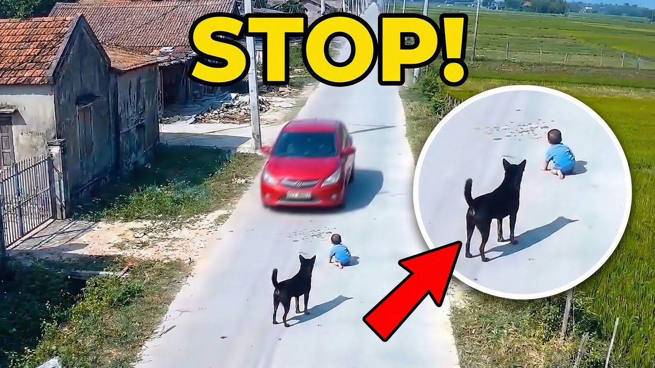 Hero Dogs Save Babies— Protective Moments